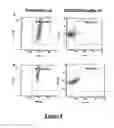 Fig. 09 - Transient expression vectors, preparation and uses thereof