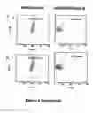 Fig. 10 - Transient expression vectors, preparation and uses thereof