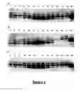 Fig. 11 - Transient expression vectors, preparation and uses thereof