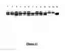 Fig. 14 - Transient expression vectors, preparation and uses thereof