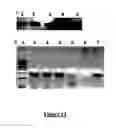 Fig. 16 - Transient expression vectors, preparation and uses thereof