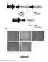 Fig. 17 - Transient expression vectors, preparation and uses thereof