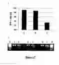 Fig. 20 - Transient expression vectors, preparation and uses thereof