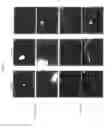 Fig. 06 - STEM CELLS AND METHODS INCORPORATING ENVIRONMENTAL FACTORS AS A MEANS FOR ENHANCING STEM CELL PROLIFERATION AND PLASTICITY