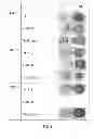 Fig. 04 - Uses of Growth and Differentiation Factor 8 (GDF-8)