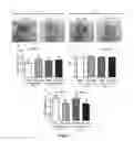 Fig. 09 - METHOD FOR TREATMENT OR PREVENTION OF ALLERGIC DISEASES