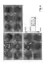 Fig. 05 - METHOD FOR PREPARING ANTIBODIES HAVING  IMPROVED PROPERTIES