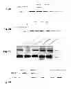 Fig. 06 - Inhibitors of metastasis, methods of generating such inhibitors and their therapeutic applications