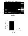 Fig. 17 - Inhibitors of metastasis, methods of generating such inhibitors and their therapeutic applications