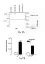 Fig. 28 - Inhibitors of metastasis, methods of generating such inhibitors and their therapeutic applications