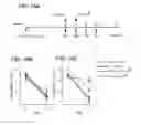 Fig. 18 - HEPCIDIN, HEPCIDIN ANTAGONISTS AND METHODS OF USE