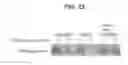 Fig. 24 - HEPCIDIN, HEPCIDIN ANTAGONISTS AND METHODS OF USE