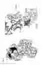 Fig. 33 - ANTIBODIES TO CD1d