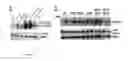 Fig. 09 - Methods for Identifying Janus Kinase (JAK) Modulators for Therapeutics