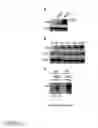Fig. 12 - Methods for Identifying Janus Kinase (JAK) Modulators for Therapeutics