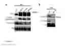 Fig. 16 - Methods for Identifying Janus Kinase (JAK) Modulators for Therapeutics