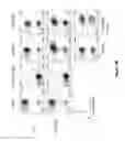 Fig. 29 - Chimeric antigen receptor specific for folate receptor β