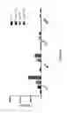 Fig. 33 - Chimeric antigen receptor specific for folate receptor β