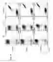 Fig. 49 - Chimeric antigen receptor specific for folate receptor β