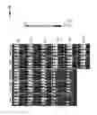 Fig. 64 - Chimeric antigen receptor specific for folate receptor β