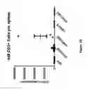 Fig. 68 - Chimeric antigen receptor specific for folate receptor β