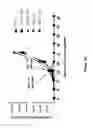 Fig. 69 - Chimeric antigen receptor specific for folate receptor β
