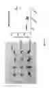 Fig. 77 - Chimeric antigen receptor specific for folate receptor β
