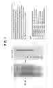 Fig. 03 - INFECTIOUS CLONES OF TORQUE TENO VIRUS