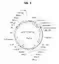Fig. 04 - INFECTIOUS CLONES OF TORQUE TENO VIRUS