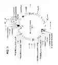 Fig. 12 - INFECTIOUS CLONES OF TORQUE TENO VIRUS