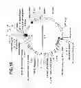 Fig. 13 - INFECTIOUS CLONES OF TORQUE TENO VIRUS