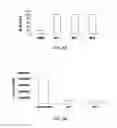 Fig. 10 - Multimeric multiepitope influenza vaccines