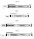 Fig. 06 - Compositions and methods for the treatment or prevention of hepatitis B virus infection