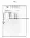 Fig. 07 - Compositions and methods for the treatment or prevention of hepatitis B virus infection