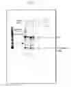 Fig. 08 - Compositions and methods for the treatment or prevention of hepatitis B virus infection