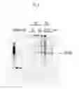 Fig. 09 - Compositions and methods for the treatment or prevention of hepatitis B virus infection