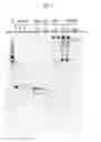 Fig. 10 - Compositions and methods for the treatment or prevention of hepatitis B virus infection