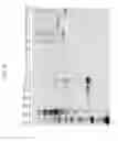 Fig. 12 - Compositions and methods for the treatment or prevention of hepatitis B virus infection