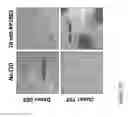 Fig. 20 - Methods for controlling T cell proliferation