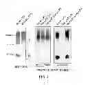 Fig. 02 - Modified gram-negative bacteria for use as vaccines