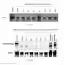 Fig. 02 - Double-Stranded RNA For Immunostimulation