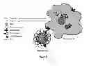Fig. 02 - NANOPARTICLE-BASED DELIVERY SYSTEM WITH OXIDIZED PHOSPHOLIPIDS AS TARGETING LIGANDS FOR THE PREVENTION, DIAGNOSIS AND TREATMENT OF ATHEROSCLEROSIS