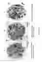 Fig. 08 - ANTILEISHMANIAL COMPOSITIONS AND METHODS OF USE