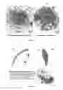 Fig. 09 - ANTILEISHMANIAL COMPOSITIONS AND METHODS OF USE