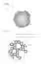 Fig. 03 - Electrode catalyst layer for fuel cell