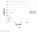 Fig. 07 - Compositions Having Dicamba Decarboxylase Activity and Methods of Use