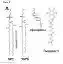 Fig. 03 - MEANS AND METHODS FOR DETERMINING CLOSTRIDIAL NEUROTOXINS