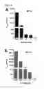 Fig. 16 - MEANS AND METHODS FOR DETERMINING CLOSTRIDIAL NEUROTOXINS