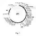 Fig. 02 - Methods For Eliminating Or Reducing The Expression Of A Gene In A Filamentous Fungal Strain