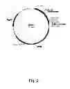 Fig. 03 - Methods For Eliminating Or Reducing The Expression Of A Gene In A Filamentous Fungal Strain